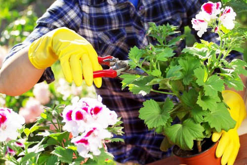 A close-up view of a gardener wearing yellow gloves and a blue plaid shirt, using red-handled pruning shears to trim a lush potted plant with variegated white and pink flowers and large green leaves, set against a background of other garden plants. The scene is outdoors in a landscaped garden area, with sunlight highlighting the healthy foliage and vibrant blooms, indicative of maintenance work typical of professional gardening services in the Earls Court area. The gardener's hands are actively shaping the plant, demonstrating garden care practices aimed at promoting healthy growth and aesthetic appeal in residential or commercial garden spaces. The image emphasizes the importance of pruning and plant maintenance within a well-kept garden environment, aligning with landscaping and lawn care tasks offered by companies such as Landscapers Earls Court.