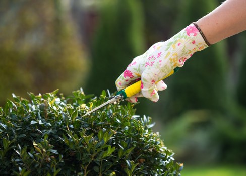 A close-up view of a garden hedge in an outdoor backyard setting, with the focus on a hand wearing a floral-patterned gardening glove using pruning shears to trim the dense, dark green foliage. The hedge forms a neat boundary along a small lawn area with a well-maintained grassy surface, featuring healthy, lush grass blades. In the background, there are blurred trees and shrubs, indicating a landscaped garden environment typical of residential outdoor spaces in Earls Court, London. The scene is illuminated by natural daylight, suggesting a clear and mild weather condition conducive to outdoor gardening activities, which are supported by professional gardening services offered by Landscapers Earls Court.