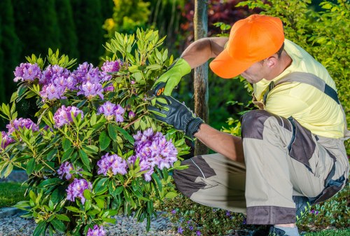 A gardener wearing an orange cap, yellow high-visibility vest, and green gloves is tending to a flowering shrub in a well-maintained garden, which includes a neatly trimmed lawn, various green plants, and a backdrop of tall trees and shrubs. The shrub has vibrant purple flowers with lush green leaves, situated in a landscaped outdoor space near a paved path. The scene is illuminated by natural daylight, suggesting clear weather. This garden setting demonstrates outdoor maintenance activities typical of professional gardening services in Earls Court, highlighting plant care and landscape upkeep. The focus on careful pruning and attention to detail reflects the expertise of Landscapers Earls Court in garden and outdoor space management in the local area.