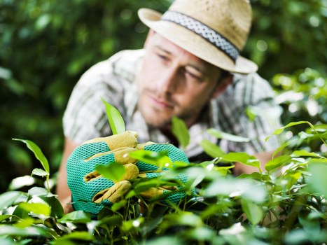Well-maintained lawn by Earls Court landscaping team