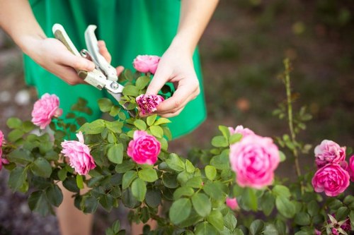 A person wearing a green gardening apron is trimming pink roses in a well-maintained garden. The rose bush has vibrant blooms and lush green leaves, positioned in the foreground. The gardener is using a pair of pruning shears to carefully cut the plant, with their hands and the tools clearly visible. In the background, the soil beneath the plant appears healthy and dark, indicating recent cultivation. The garden environment around the rose bush is tidy and reflects careful maintenance typical of professional gardening services in Earls Court. The scene is lit by natural daylight, with soft shadows suggesting a clear, mild weather day. This detailed image captures the essence of outdoor garden care, demonstrating tasks such as pruning that are part of landscaping and garden upkeep provided by experienced local gardeners such as Landscapers Earls Court, who specialise in maintaining and enhancing outdoor spaces in the area.